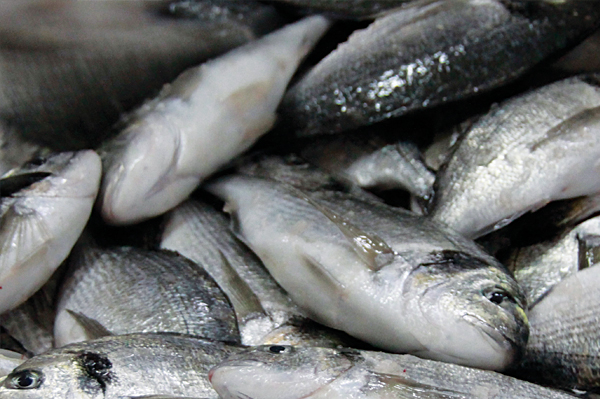 Productive Gümüşdoğa Seafood Producer Company